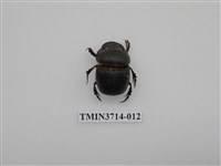 藏品(爪哇大黑糞金龜)的圖片